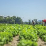 Pequeños avances, grandes desafíos: una visión de la coyuntura de los mercados laborales de la región