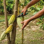Certificaciones agrícolas: de costo inevitable a seguro de acceso, eficiencia y rentabilidad<br>Una mirada desde el cacao