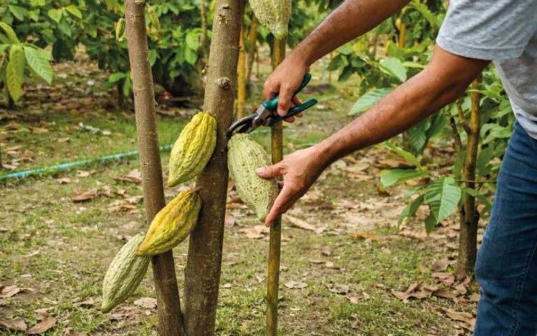 Certificaciones agrícolas: de costo inevitable a seguro de acceso, eficiencia y rentabilidad<br>Una mirada desde el cacao
