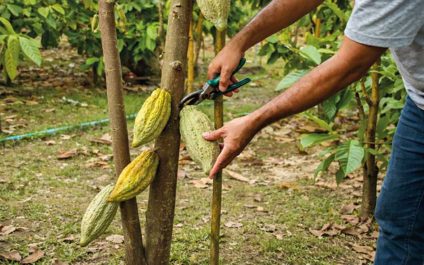 Lee más sobre el artículo Certificaciones agrícolas: de costo inevitable a seguro de acceso, eficiencia y rentabilidad<br>Una mirada desde el cacao